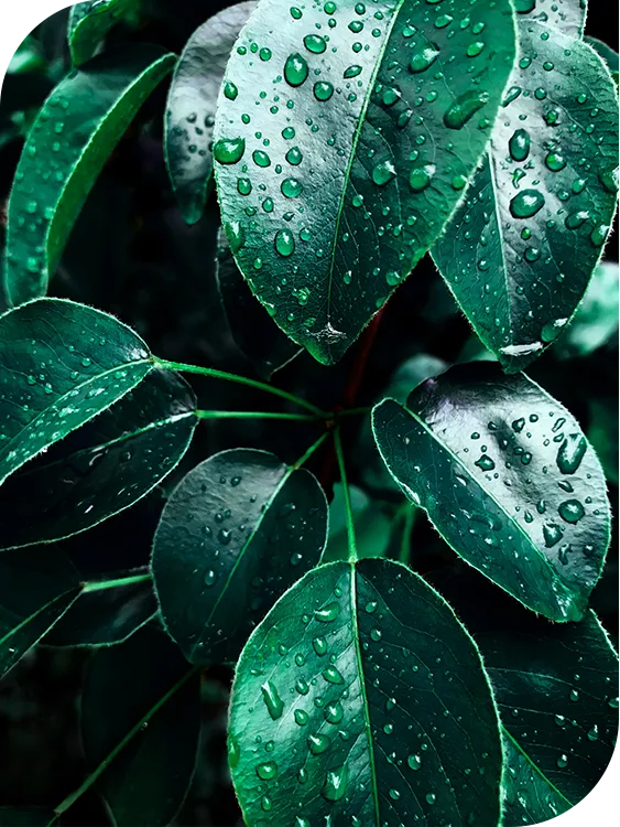 Water droplets on lush green leaves representing sustainability